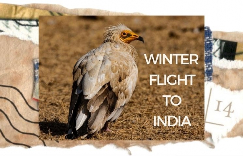 Winter flight to India